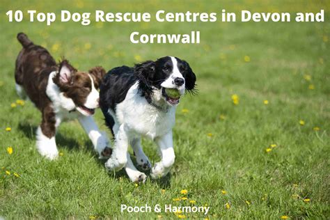 dog rescue devon and cornwall